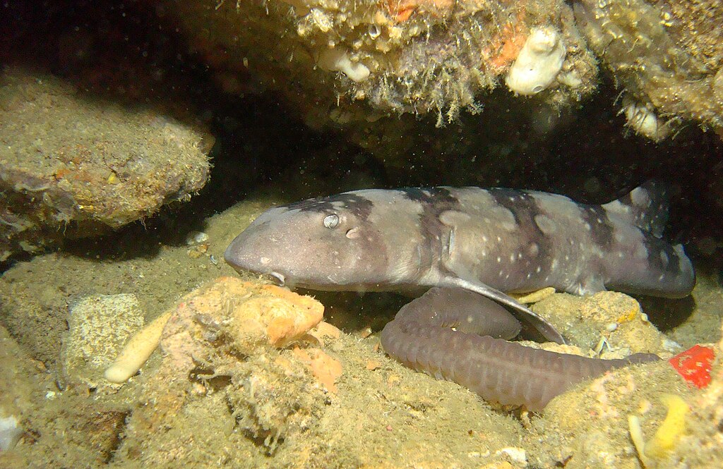 Un requin Chabot