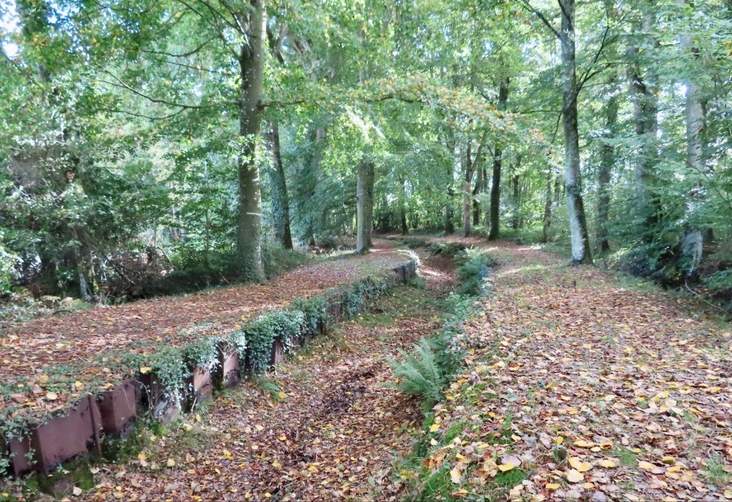 Forêt de Tanouarn