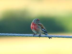 Linotte